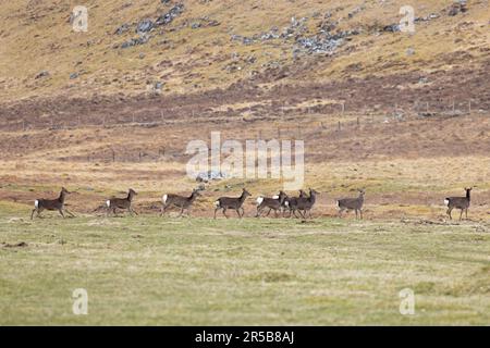 Rotwild (Cervus elaphus) Herde Highland Glenbanchor UK GB April 2023 Stockfoto