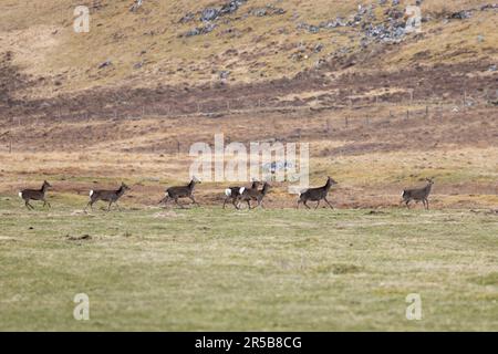 Rotwild (Cervus elaphus) Herde Highland Glenbanchor UK GB April 2023 Stockfoto