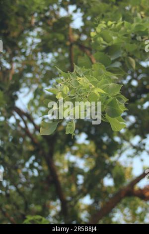 Allgemein bekannt als: blackwood-Baum, indische dalbergia, indisches Rosenholz, Shisham Stockfoto