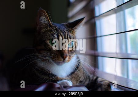 Eine Hauskatze sitzt auf der Fensterbank und spielt mit einem Videospielcontroller in den Pfoten Stockfoto