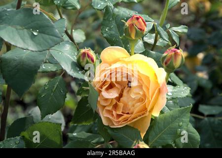 Wunderschöne Blume gelb rosa grün hinterlässt einen wunderschönen Blick auf die Natur Makro Stockfoto