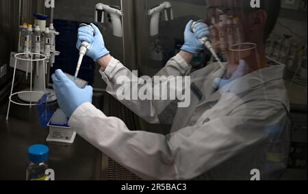 PRODUKTION - 23. Mai 2023, Hessen, Darmstadt: Biologielabor-Techniker Christian Deuker arbeitet in einem Sicherheitsschrank in einem Labor der pharmazeutischen und technologischen Gruppe Merck KGaA mit Sitz in Darmstadt. Der Early Formula Screening Service in der Life Science-Sparte von Merck beliefert Hersteller von Impfstoffen und Therapeutika mit maßgeschneiderten Lipid-Nanopartikeln für effektive mRNA-Anwendungen. Foto: Arne Dedert/dpa Stockfoto