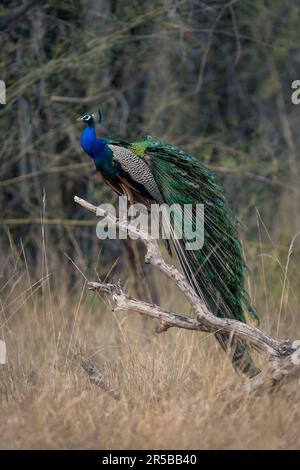 Indischer Pfau steht auf dem Ast bei der Räumung Stockfoto