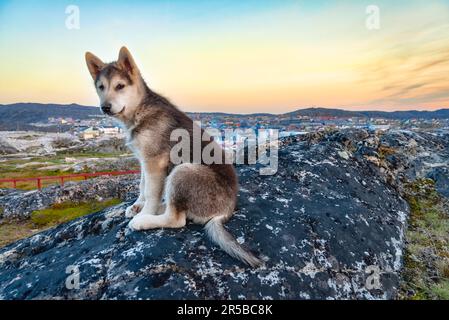 Junger grönländischer Hund, der bei Sonnenuntergang vor Ilulissat sitzt, Grönland. Der grönländische Hund ist eine große Rasse Husky-Hund, der als Schlittenhund gehalten wird Stockfoto