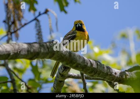 Eine unreife männliche Obstgartenoriole auf einem Ast, die direkt auf die Kamera schaut, gelbes Gefieder mit schwarzem Hals deutlich sichtbar. Stockfoto