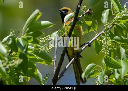 Eine unreife männliche Obstgartenoriole in der Sonne auf einem Ast mit hellgelbem Gefieder und sichtbarem schwarzen Hals. Stockfoto