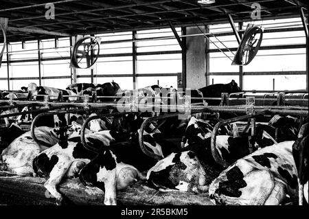 Holsteinische Milchkühe, die bequem in der Freistallenscheune liegen. Stockfoto