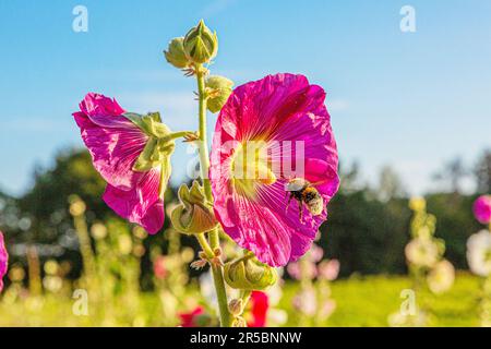 Bild einer Hummel, die Nektar aus einem Schockloch sammelt Stockfoto