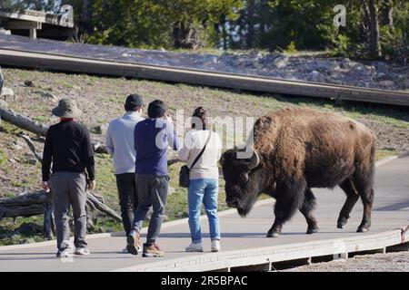 Touristen kommen einem Bison im Yellowstone-Nationalpark nahe Stockfoto