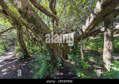 Chilemabaum bei Machinga, Malawi. Chilema bedeutet "behindert". Der Hauptstamm ist kaum zu erkennen, und der Baum mit ineinander greifenden Ästen, die wie ein Wald aussehen, erstreckt sich über eine Entfernung von 200 Metern. Dieser Baum ist das einzige Exemplar seiner Art in ganz Afrika, laut dem Department of Museums and Monuments. Das Volk der Yao, das früher in der Gegend wohnte, nannte den „behinderten Baum“ in Chichewa „malosa“, was „Malodza“ bedeutet, was „etwas mysteriöses“ bedeutet Stockfoto