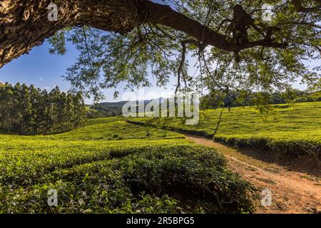 Blick auf Teefelder und angrenzenden Wald auf Satemwa Estate. Die Plantage im Shire Highlands umfasst rund 900 Hektar Teefelder und 50 Hektar Kaffeefelder, Thyolo. Satemwa Tee- und Kaffeeplantage in der Nähe von Thyolo, Malawi Stockfoto