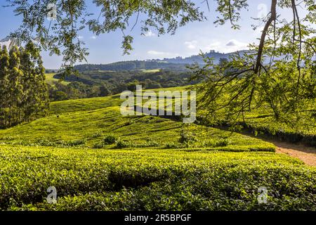 Blick auf Teefelder und angrenzenden Wald auf Satemwa Estate. Die Plantage im Shire Highlands umfasst rund 900 Hektar Teefelder und 50 Hektar Kaffeefelder, Thyolo. Satemwa Tee- und Kaffeeplantage in der Nähe von Thyolo, Malawi Stockfoto