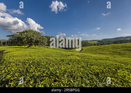 Teefeld mit schattigen Bäumen auf Satemwa Estate in Shire Highlands, Thyolo. Satemwa Tee- und Kaffeeplantage in der Nähe von Thyolo, Malawi Stockfoto