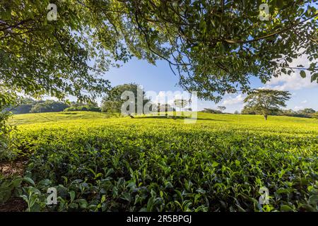 Satemwa Tee- und Kaffeeplantage in der Nähe von Thyolo, Malawi Stockfoto