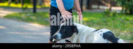 Ein Kind spielt mit einem kleinen Hund im Park. Selektiver Fokus. Die Natur. Stockfoto