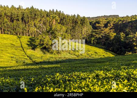 Satemwa Tee- und Kaffeeplantage in der Nähe von Thyolo, Malawi Stockfoto