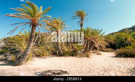 Palmen am Strand in Vai, Kreta, Griechenland Stockfoto