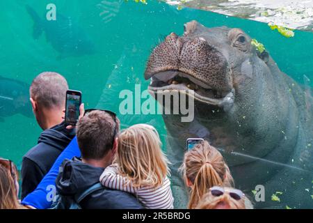 Zoobesucher fotografieren mit ihrem Smartphone das Nilpferd, das im ZooParc de Beauval, dem Zoologischen Park in Frankreich, unter Wasser schwimmt Stockfoto