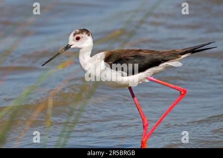 Schwarzflügelstiel (Himantopus himantopus) Nahporträt männlicher Futtersuche im seichten Wasser im Frühling Stockfoto