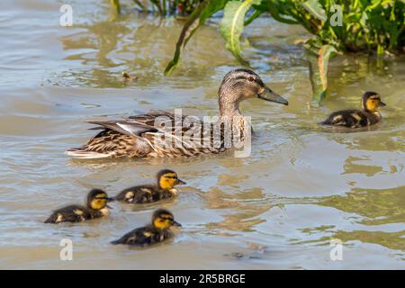 Garganey (Spatula querquedula) Frau, die im Frühjahr mit Küken/Entenküken im Teich schwimmt Stockfoto