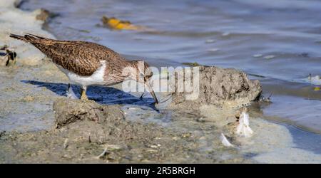 Im Frühling wird der Sandpiper (Actitis hypoleucos / Tringa hypoleucos) entlang des Seeufers / des Teichufers im Feuchtgebiet forschen Stockfoto