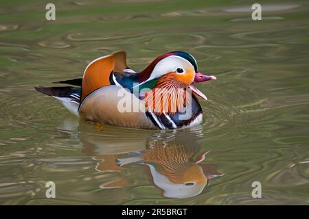 Mandarinente (Aix galericulata), männlich, schwimmend und anrufend im Teich, einheimisch in Ostasien Stockfoto