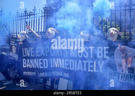 London, Großbritannien. 02. Juni 2023. Demonstranten, die Schafsmasken tragen, halten während der Demonstration außerhalb des Parlaments Rauchfackeln und ein Banner gegen lebende Exporte. In Westminster versammelten sich Tierschützer und forderten die Regierung auf, das Gesetz über gehaltene Tiere, das zahlreiche Schutzmaßnahmen für Tiere bietet, wieder einzuführen und die Ausfuhr lebender Tiere zu verbieten. Kredit: SOPA Images Limited/Alamy Live News Stockfoto
