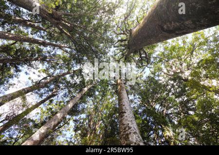 Eine atemberaubende Aufnahme der majestätischen riesigen Kauri-Bäume von Neuseeland aus einem niedrigen Winkel Stockfoto