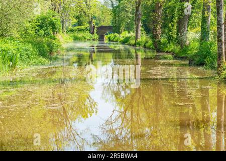 Die wunderschönen Farben und Reflexionen auf dem Wey und Arun Kanal England in der Nähe einer Brücke in Loxwood Stockfoto