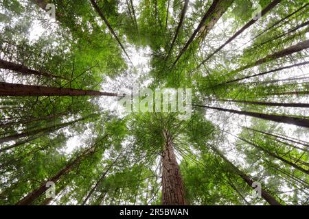Eine atemberaubende vertikale Aufnahme des Red Woods Waldes in Rotorua, Neuseeland, mit üppigem Grün und hohen Redwood-Bäumen im Rahmen Stockfoto