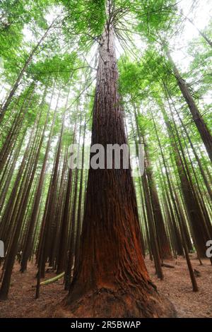 Eine atemberaubende vertikale Aufnahme des Red Woods Waldes in Rotorua, Neuseeland, mit üppigem Grün und hohen Redwood-Bäumen im Rahmen Stockfoto