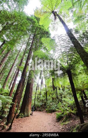 Eine atemberaubende vertikale Aufnahme des Red Woods Waldes in Rotorua, Neuseeland, mit üppigem Grün und hohen Redwood-Bäumen im Rahmen Stockfoto