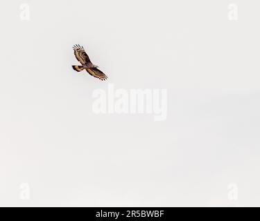 Ein Schlangenadler im Flug vor weißem Hintergrund Stockfoto