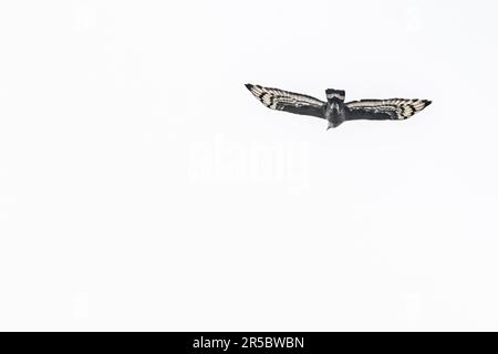 Ein Schlangenadler im Flug Stockfoto