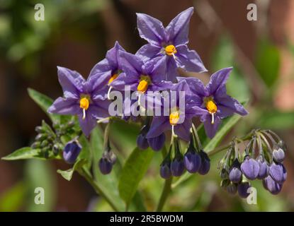 Solanum crispum oder Kartoffelrebe. (Beeren sind giftig) Stockfoto