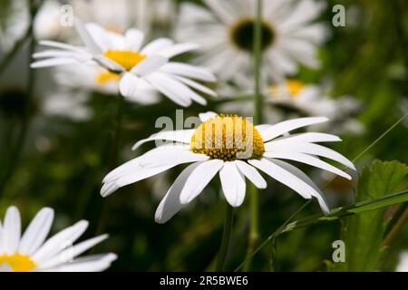 Bellis perennis oder Common Daisy, es wird manchmal als gemeine Gänseblümchen, Rasen Gänseblümchen oder englische Gänseblümchen bezeichnet. Stockfoto