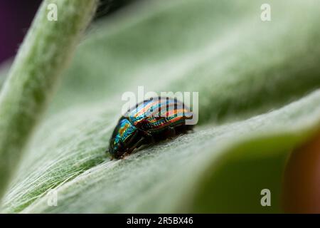 Der glänzende, mehrfarbige Käfer sitzt auf einem grünen Blatt Stockfoto