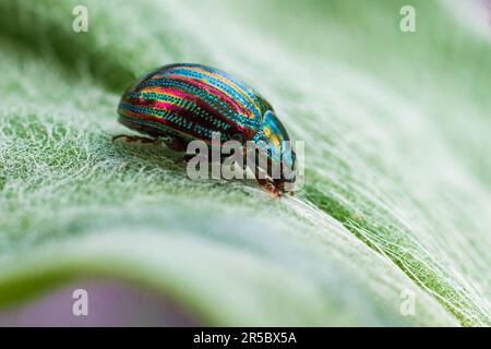 Der glänzende, mehrfarbige Käfer sitzt auf einem grünen Blatt Stockfoto