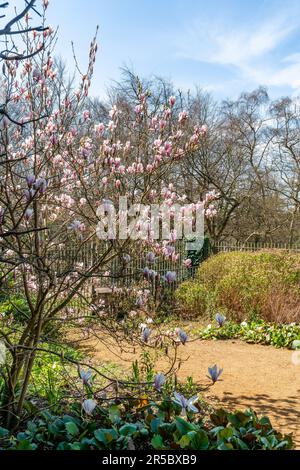 Blühender Magnolienbaum in einem Frühlingspark Stockfoto