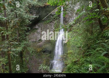 Foto der Marymere Falls im Olympic National Park Washington Stockfoto