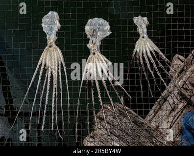 Sonnentrockene Kraken. Tintenfische ruhen zum Trocknen in der Sonne auf einem Hühnerdrahtgestell auf. Eine einfache und traditionelle Art, Tintenfische in Thailand zu dehydrieren. Stockfoto