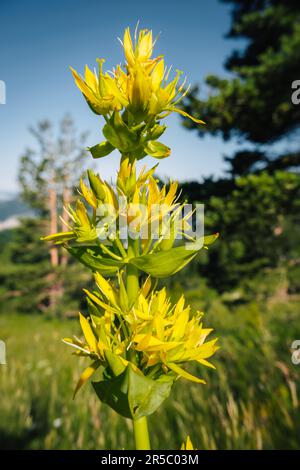 Nahaufnahme der großen gelben Enzianblüten in der Nähe von Grimone in den französischen Alpen Stockfoto