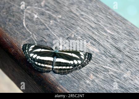 Seefahrer-Schmetterling, Neptis hylas Stockfoto