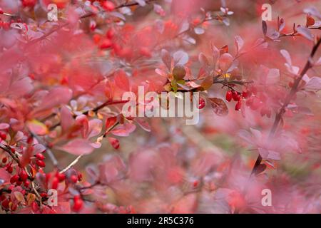 Reife rote Beeren mit Barbeeren auf dem Zweig. Zweig Berberis vulgaris mit natürlichen, frischen, reifen roten Beeren auf blauem Hintergrund. Nahaufnahme. Selektiver Fokus Stockfoto