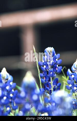 Nahaufnahme Bluebonnet Ennis Texas Stockfoto