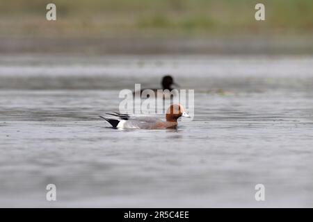 Eurasischer Witwe oder Europäischer Witwe (Mareca penelope), auch bekannt als Widgeon oder Witgeon, beobachtet in Gajoldaba in Westbengalen, Indien Stockfoto