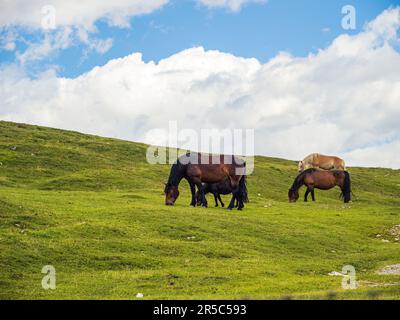 Wildpferde im Naturpark Dobratsch in Kärnten, Österreich, Villach, Sommer, bergige Wolkenwiese mit Kindern und erwachsenen Pferden Stockfoto