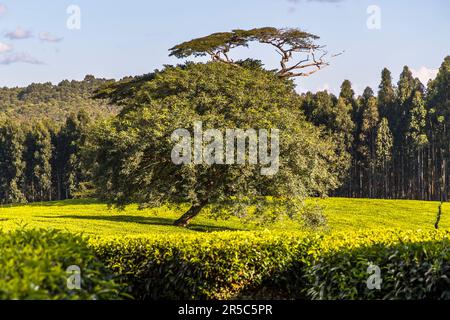 Teefeld mit schattigen Bäumen auf Satemwa Estate in Shire Highlands, Thyolo. Satemwa Tee- und Kaffeeplantage in der Nähe von Thyolo, Malawi Stockfoto