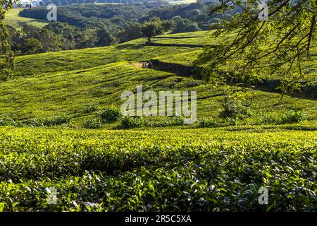 Blick auf Teefelder und angrenzenden Wald auf Satemwa Estate. Die Plantage im Shire Highlands umfasst rund 900 Hektar Teefelder und 50 Hektar Kaffeefelder, Thyolo. Satemwa Tee- und Kaffeeplantage in der Nähe von Thyolo, Malawi Stockfoto