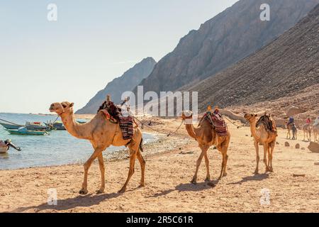 Kamelkarawane für Touristen. Eine Kamelback-Beduinen-Safari in Dahab. Ägypten. Stockfoto